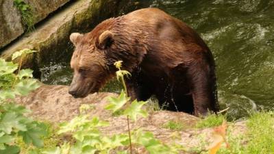 Жителей города Назарово в Красноярском крае терроризируют медведи