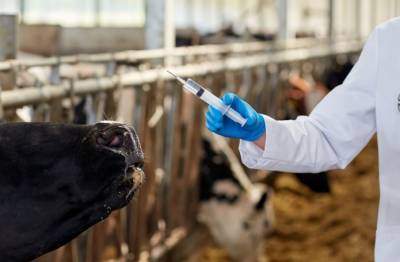 ЕС отчитался о снижении использования антибиотиков в животноводстве