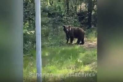 Медведь стал «гостем» заполярного поселка Раякоски