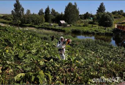 Фоторепортаж: опасный сорняк, или как в Ленобласти с борщевиком Сосновского борьбу ведут