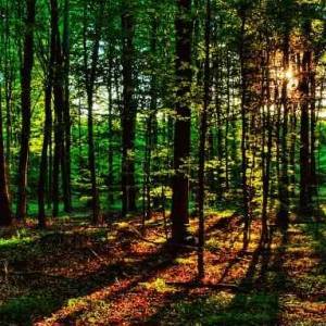 Подделал документы: в Запорожской области мужчина незаконно получил земельный участок лесного фонда