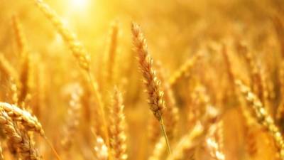 Российская пшеница резко подешевела