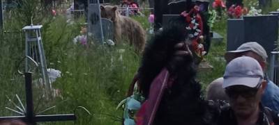 Медведь пришел на похороны жителя Карелии (ФОТОФАКТ и ВИДЕО)