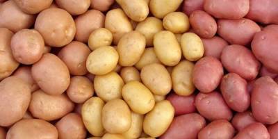 Обзор цен за месяц в Узбекистане: Стоимость картофеля снизилась на 18%