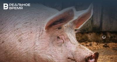 В охотничьем хозяйстве «Красновидово» Новошешминского района РТ ввели карантин из-за африканской чумы свиней