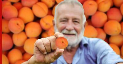 Против гипертонии и при артрите: ключ к долголетию увидели в популярном фрукте