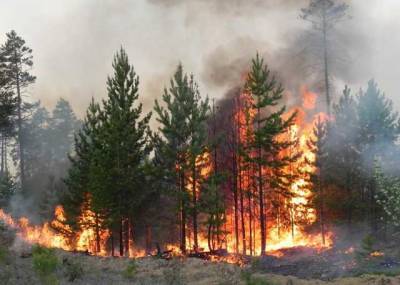 ДБР викрило злочинців, які заробляли на лісових пожежах