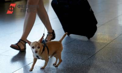 Российская авиакомпания ввела бонусы для пассажиров с животными