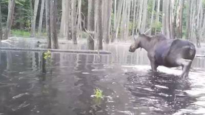 Воронежский заповедник опубликовал видео с кормящимися в воде лосями