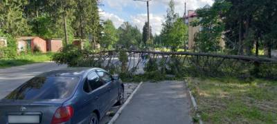 С улиц Петрозаводска убирают опасные деревья