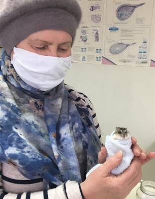 Ульяновские ветеринары спасли хомяка… от опасной перхоти