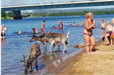 В Скандинавии установилась рекордная аномальная жара