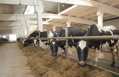 Росток-Холдинг инвестирует 50 млн грн в животноводство
