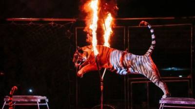 Комитет рекомендует Раде запретить животных в цирках
