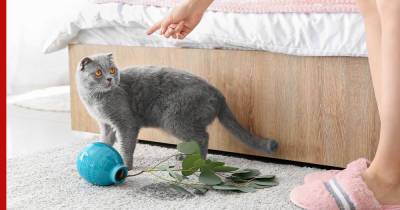 Перевернут дом: 10 самых непослушных пород кошек