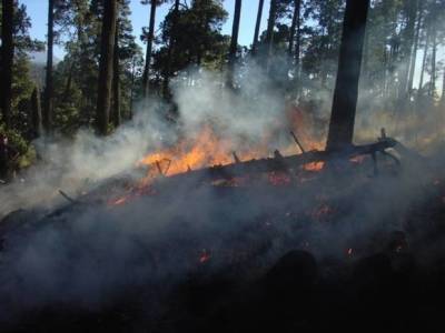 В Ленобласти рядом с фортом «Красная горка» горит 2 га леса