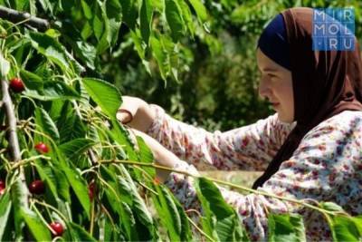 Аграрии Дагестана в 2021 году ожидают рекордный урожай черешни