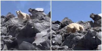 Туристы сняли на видео медведя-альбиноса в Турции