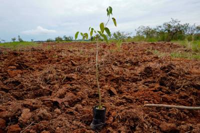 Посадку деревьев ради климата назвали «бессмысленной»