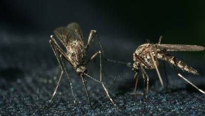 В Крыму началось нашествие комаров