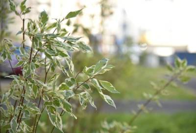 На Европейском проспекте и Пражской улице в Кудрово высадили 40 растений