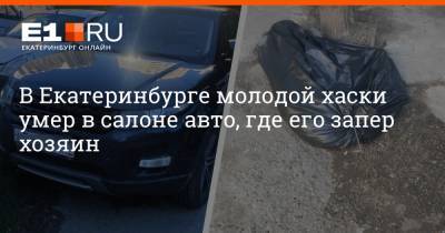 В Екатеринбурге молодой хаски умер в салоне авто, где его запер хозяин