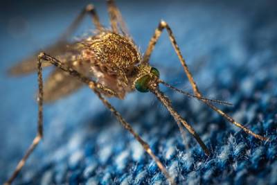 Вслед за потопом в Крыму началось нашествие комаров