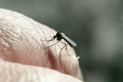 Глава Минсельхоза Крыма объявил о нашествии комаров