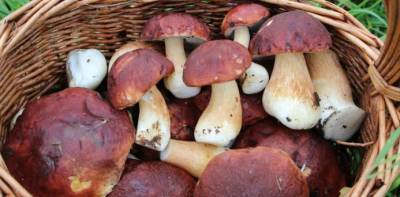 В лесах Новосибирской области появились первые белые грибы