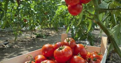 Как можно вырастить помидоры на даче без полива