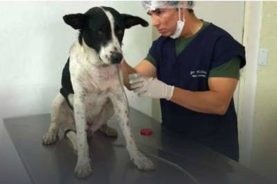В Бразилии пес сам пришел на прием к ветеринару