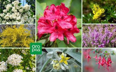 20 необычных кустарников для вашего сада – советует специалист. Часть 2