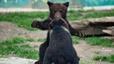 Ямальские медвежата устроили поединок посреди дороги