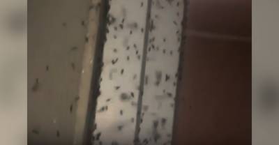 В Крыму после потопа началось нашествие комаров
