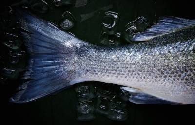 В Хабкрае на предприятии «ДВ-Ресурс» обнаружили 198 кг некачественной рыбы