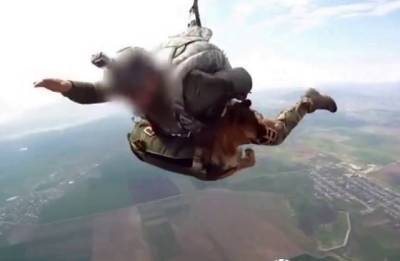 «Ростех» разработал систему десантирования собак и показал, как они прыгают с парашютами