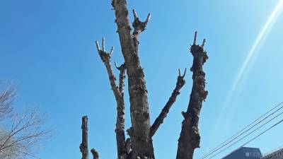 В центре Челябинска незаконно вырубили деревья