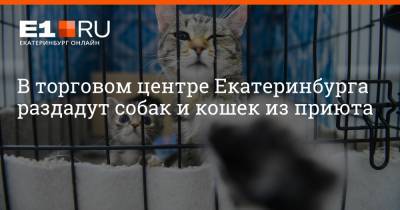 В торговом центре Екатеринбурга раздадут собак и кошек из приюта