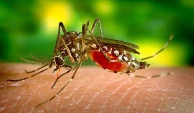 Крым «атаковали» комары