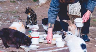 Кормильцы кошек в Хайфе: "Мэрия разоряет нас штрафами, помогите"