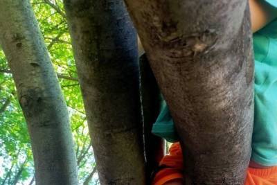 В Казани спасли застрявшего на дереве мальчика