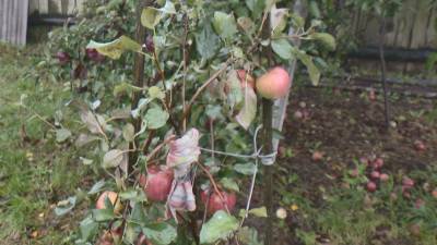 Белкоопсоюз планирует закупить в этом сезоне около 70 тыс. т плодов и ягод