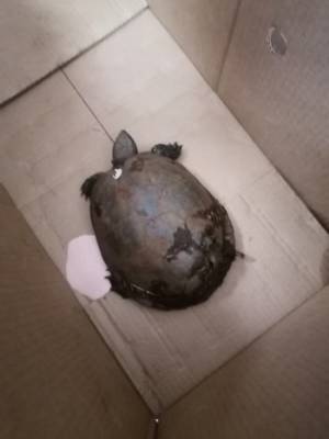 Житель Белозерского района неожиданно нашел черепаху