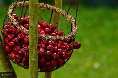 Специалисты рассказали о полезных свойствах вишни и черешни