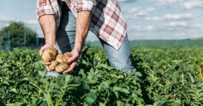 Історичне рішення: що дасть аграріям ввезення в Україну новітніх засобів захисту рослин