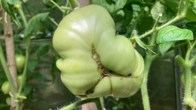 Рубцы на помидорах: почему плоды портятся и как с этим бороться