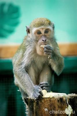 В Челябинске обезьянник закрыли на карантин из-за коронавируса
