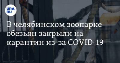 В челябинском зоопарке обезьян закрыли на карантин из-за COVID-19