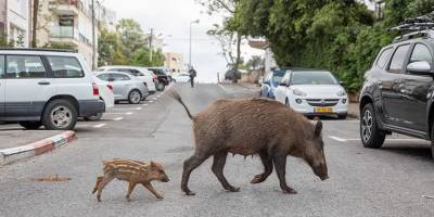Отбой тревоги: свиньи из Хайфы не переедут в Зихрон-Яаков