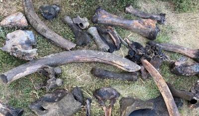 Тюменская область становится местом добычи костей мамонтов. Можно заработать до 1 млн